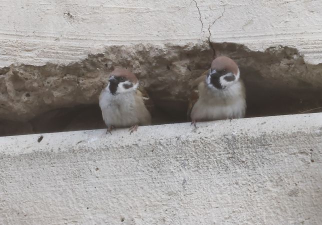 Passera mattugia  - Horand Maier