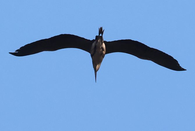 Tarabuso  - Horand Maier