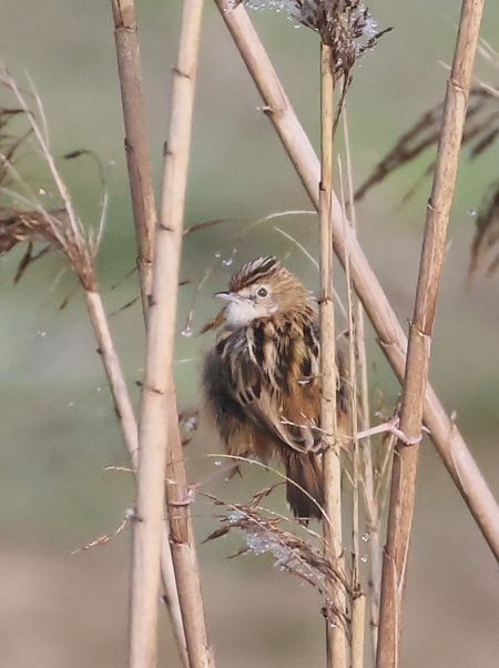 Beccamoschino  - Horand Maier