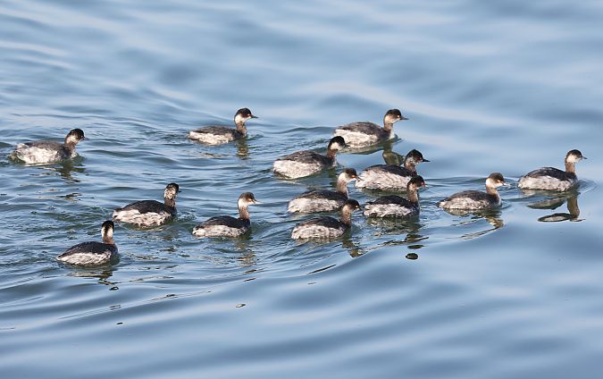 Svasso piccolo  - Horand Maier