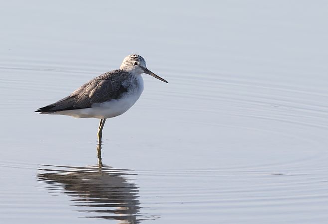 Pantana  - Horand Maier