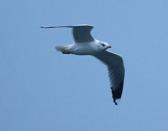 Gavina  - Horand Maier