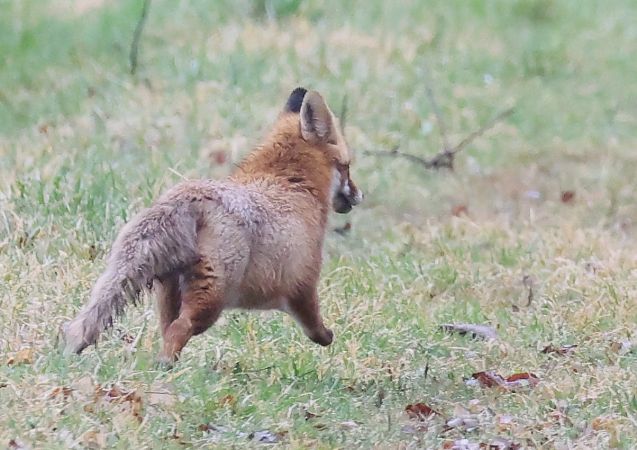 Volpe  - Horand Maier