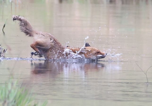 Volpe  - Horand Maier