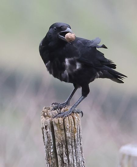 Cornacchia nera  - Horand Maier