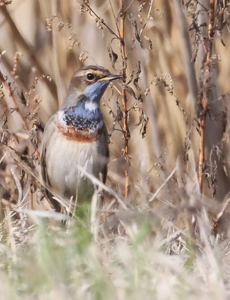 Pettazzurro  - Horand Maier