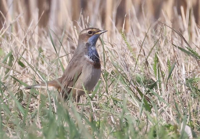 Pettazzurro  - Horand Maier