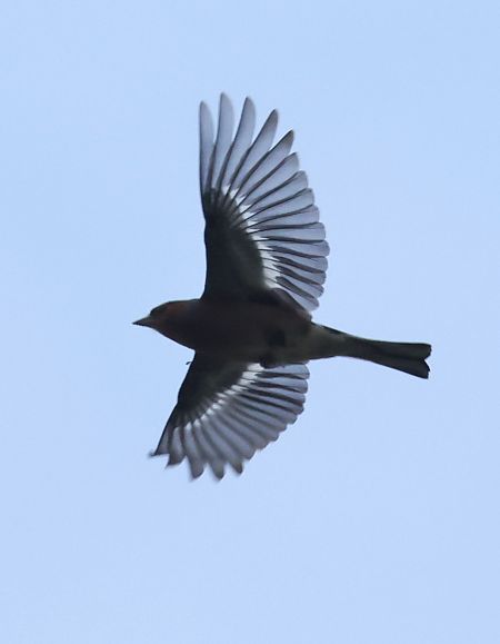 Fringuello  - Horand Maier