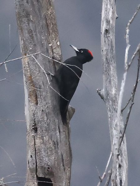 Picchio nero  - Horand Maier