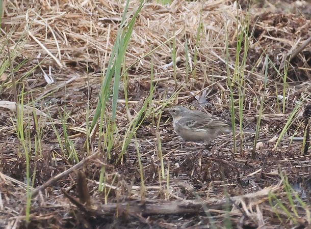 Spioncello  - Horand Maier