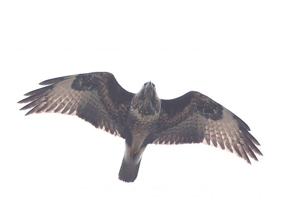 Poiana  - Horand Maier