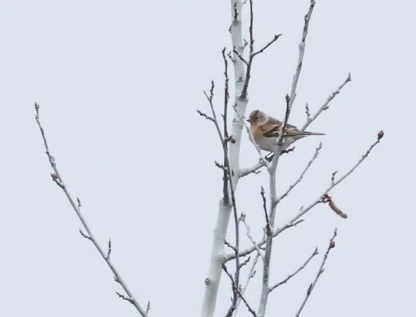 Peppola  - Horand Maier