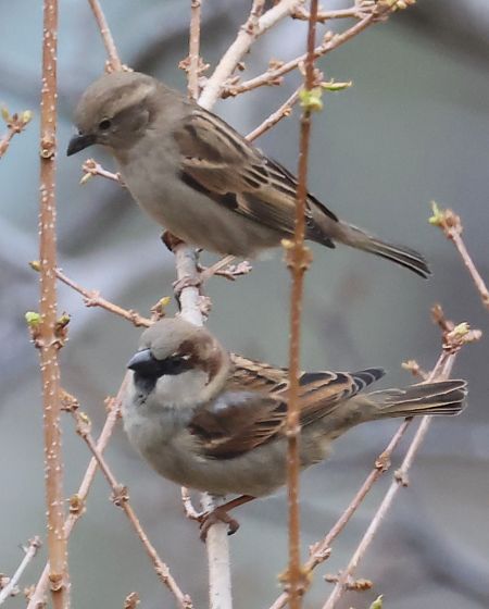 Passera oltremontana  - Horand Maier