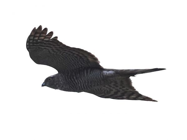 Sparviere  - Horand Maier