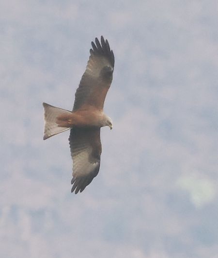 Nibbio bruno  - Horand Maier