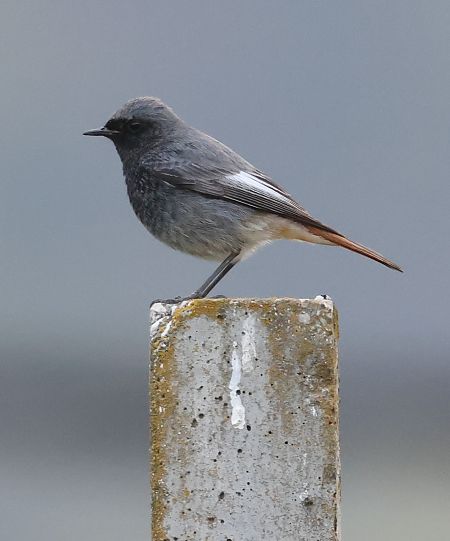 Codirosso spazzacamino  - Horand Maier