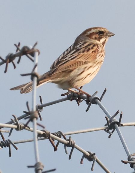 Migliarino di palude  - Horand Maier