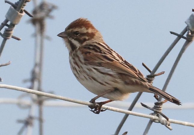 Migliarino di palude  - Horand Maier