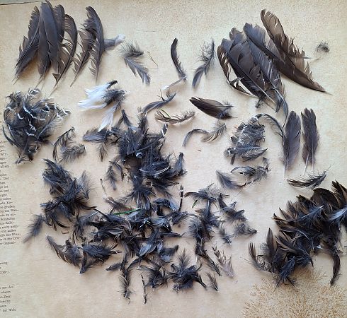 Porciglione  - Horand Maier