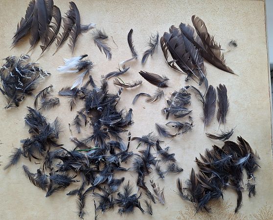 Porciglione  - Horand Maier