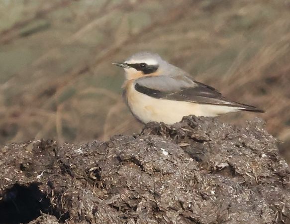 Culbianco  - Horand Maier