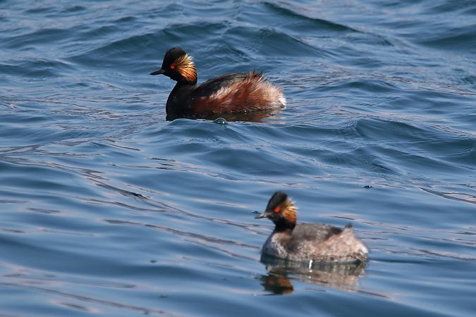 Svasso piccolo  - Ettore Guarnaroli