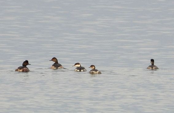 Svasso cornuto  - Fabio Saporetti
