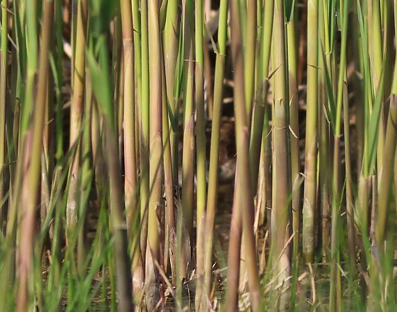 Voltolino  - Marco Pantalone