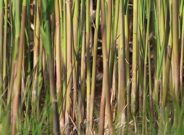 Voltolino  - Marco Pantalone