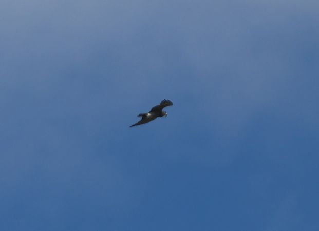 Biancone  - Marco Pantalone