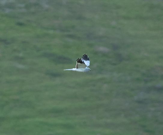 Albanella reale  - Marco Pantalone