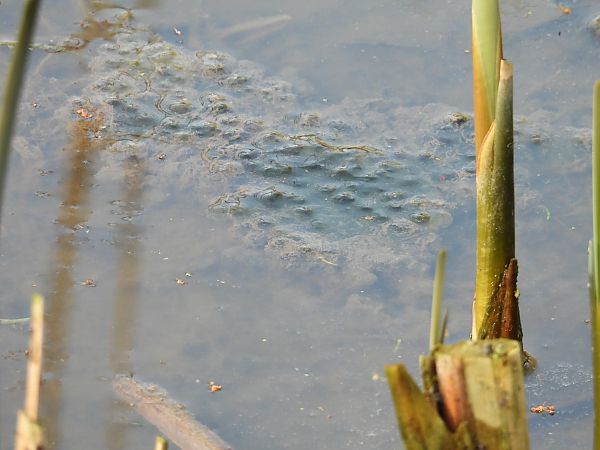 Rana dalmatina  - Massimino Luigi Brigo