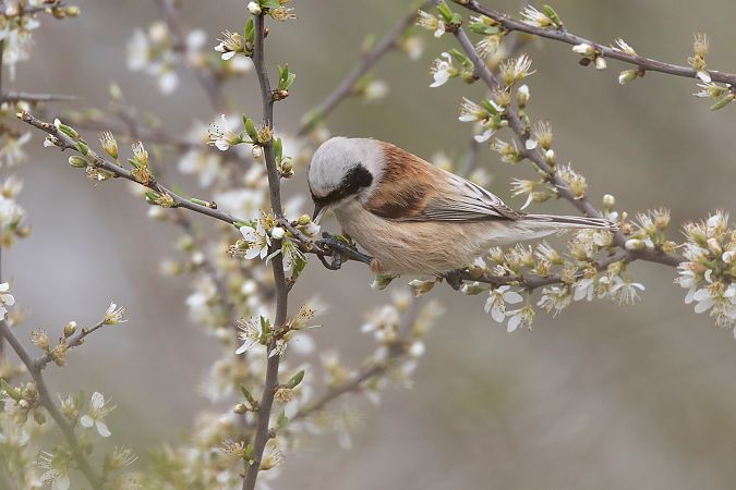 Pendolino  - Lorenzo Maffezzoli