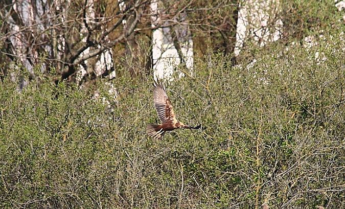 Falco di palude  - Pietro Arienti