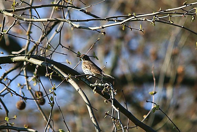 Tordo bottaccio  - Pietro Arienti