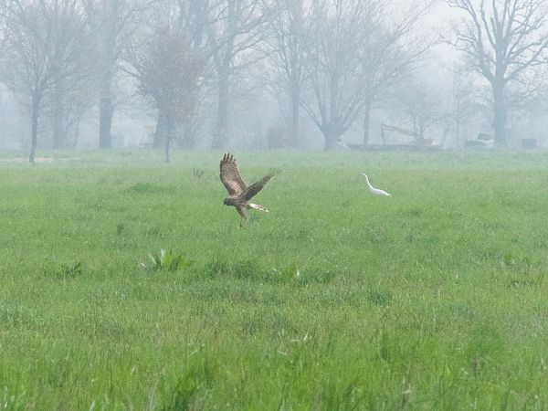 Albanella reale  - Franco Roscelli
