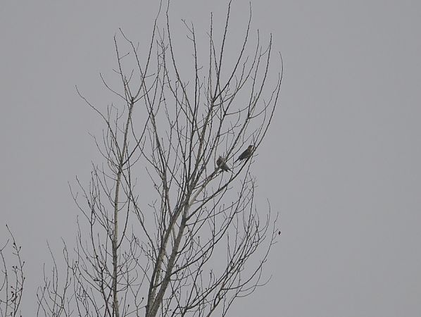 Cesena  - Marco Esposito