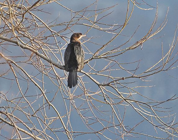 Marangone minore  - Marco Esposito