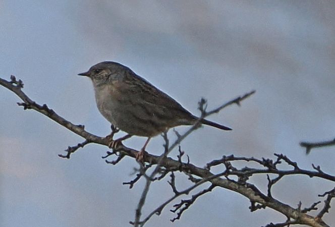Passera scopaiola  - Marco Esposito