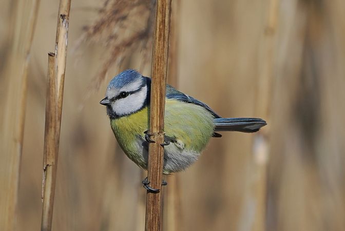Cinciarella  - Marco Esposito
