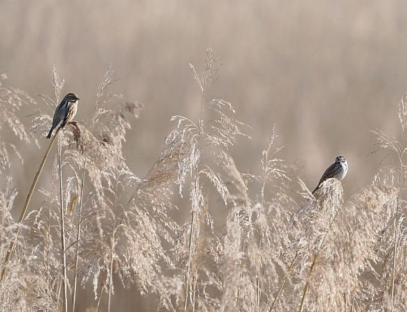 Migliarino di palude  - Marco Esposito