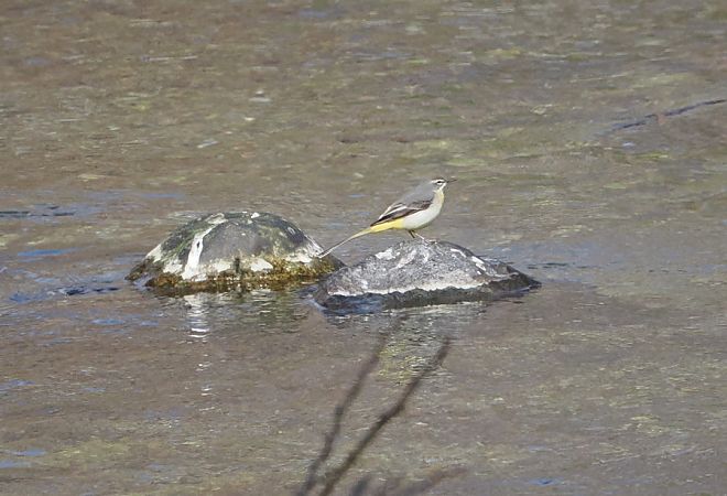 Ballerina gialla  - Marco Esposito