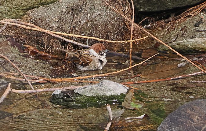 Passera mattugia  - Marco Esposito