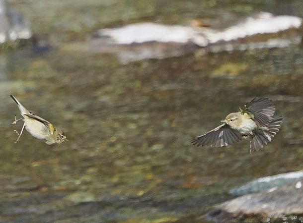 Luì piccolo  - Marco Esposito