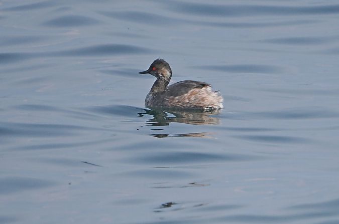 Svasso piccolo  - Marco Esposito