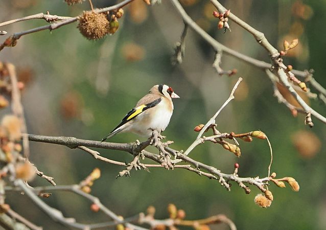 Cardellino  - Marco Esposito