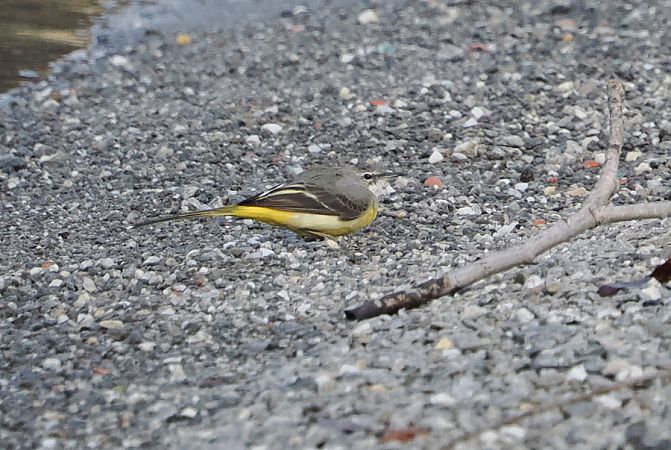 Ballerina gialla  - Marco Esposito