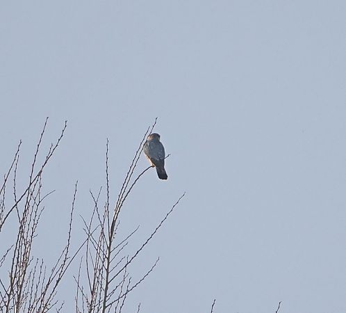 Smeriglio  - Marco Esposito