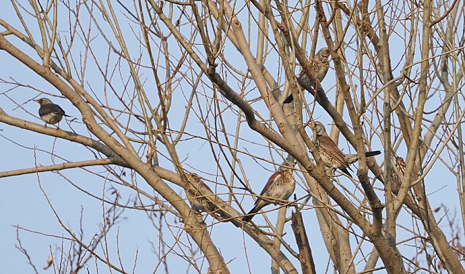 Cesena  - Marco Esposito