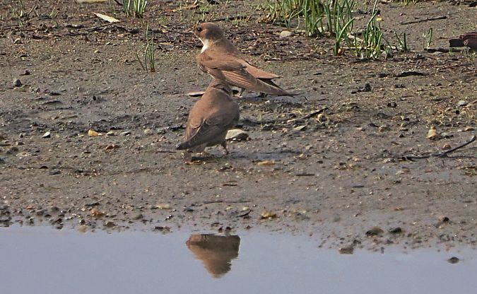 Rondine montana  - Marco Esposito